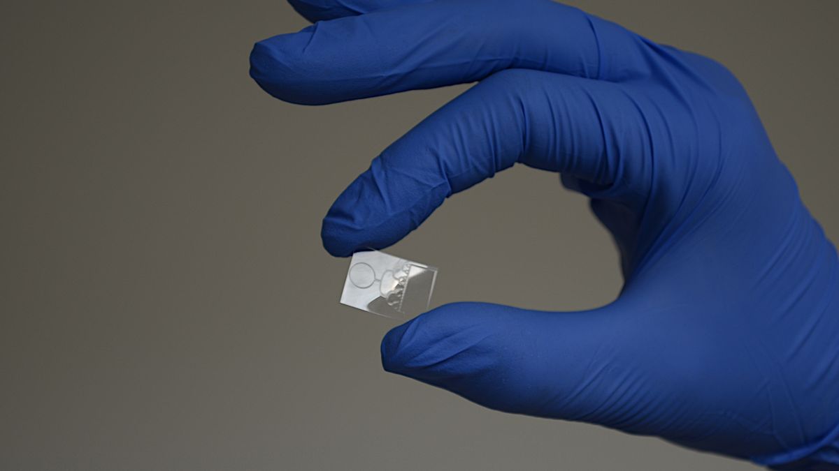 Češi vymysleli speciální čip, který zpřesní testy na covid